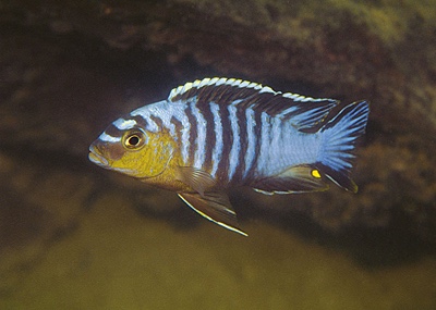 Maylandia flavifemina 'Maleri Island'